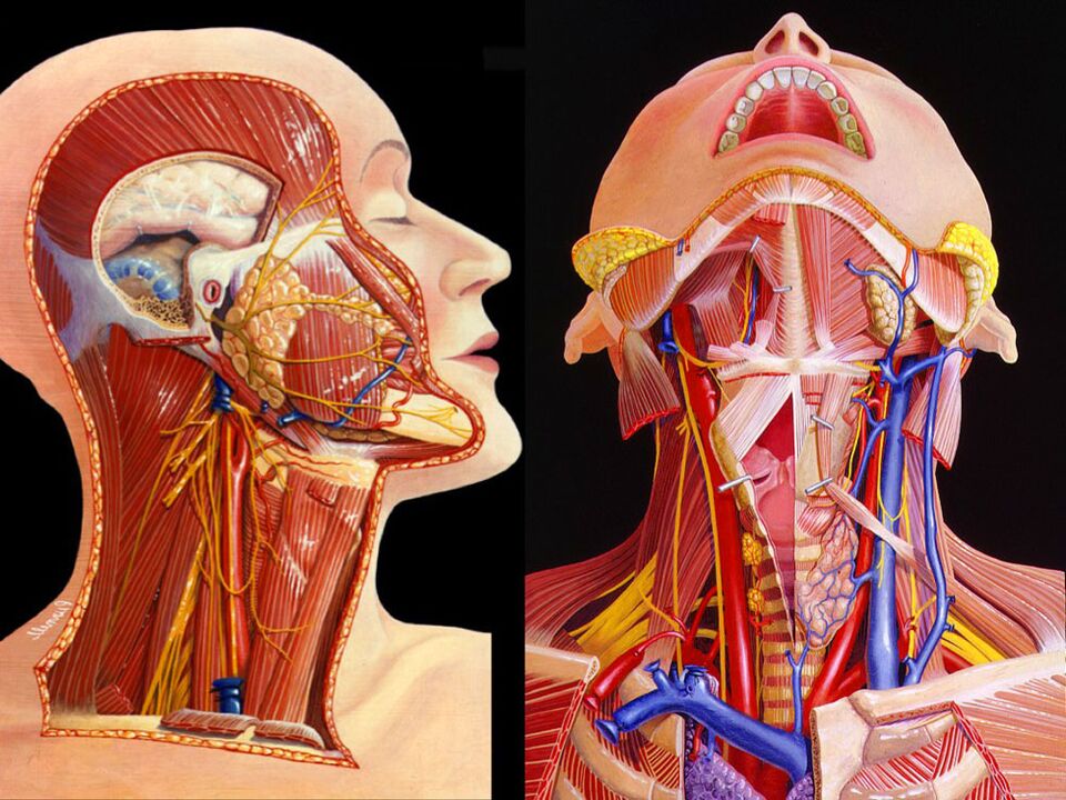 kaela anatoomia